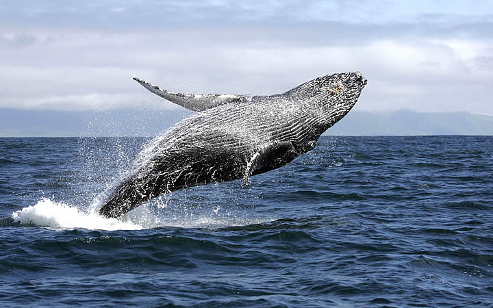 Baleias-em-Abrolhos-BA